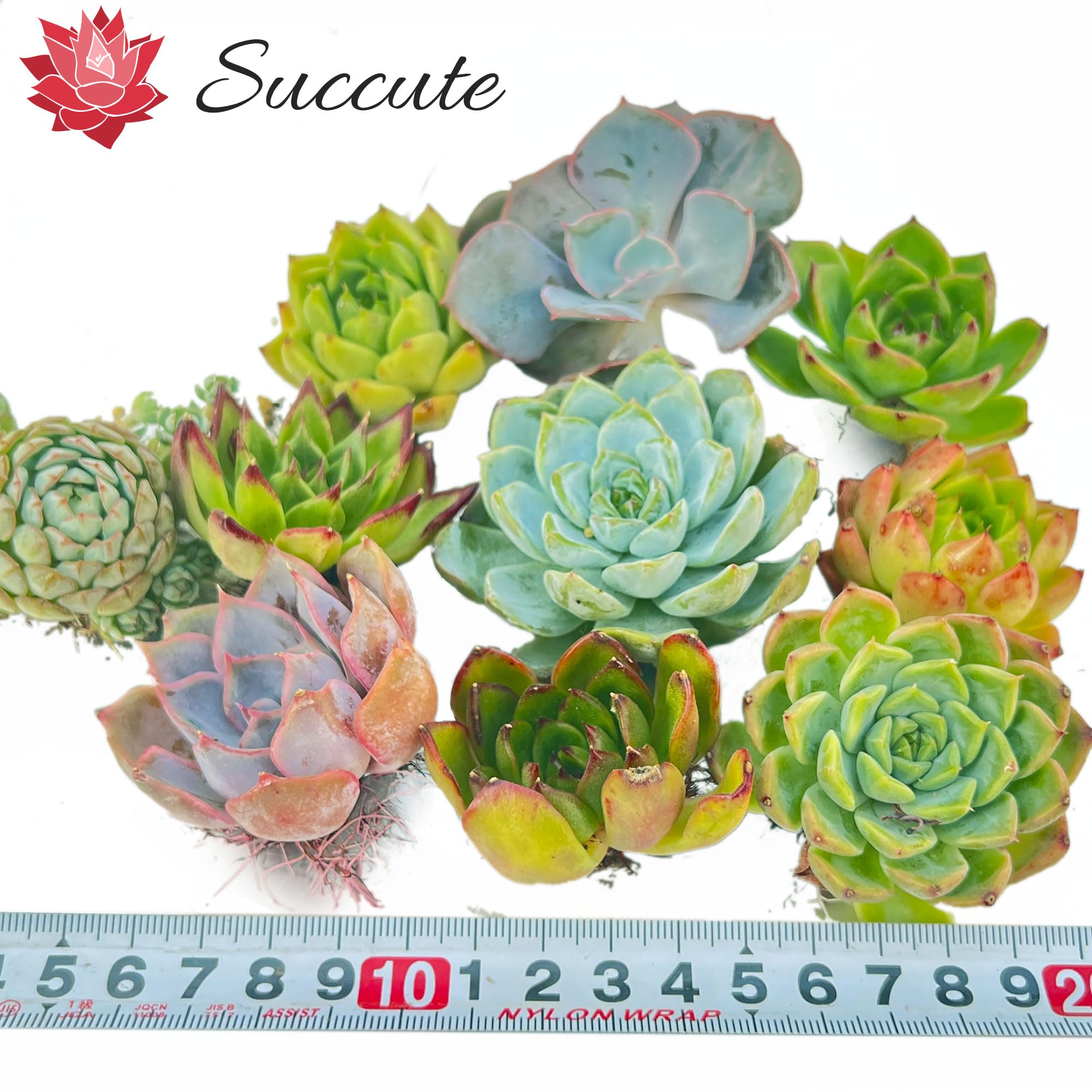 Amazon.co.jp: 【Succute】多肉植物 寄せ植え 韓国カット苗